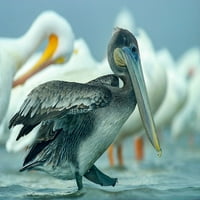 Smeđi Pelikan s bijelim pelikanima tima Fitzharrisa