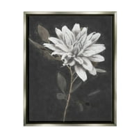 Stupell Industries cvjetaju dahlia cvijet crna pozadina slika sjaj siva plutajuća uokvirena platna za tisak zidna