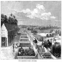 Indigo proizvodnja, 1869. Nin Tirhoot, Donji Bengal; Graviranje drva, engleski, 1869. Poster tisak