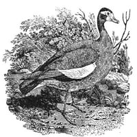 Ferruginozna patka. Graviranje Nwooda, rano 19. stoljeće. Ispis plakata