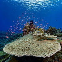 Koralj ploča u Papui Novoj Gvineji. Pritisak plakata Bruce Shafer