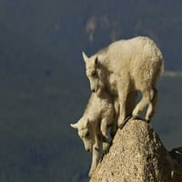 Mount Evans Mountain Goat Kids Whing by Cathy - Gordon Illg