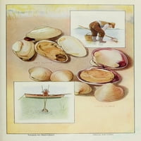 Enciklopedija trgovine mješovitom robom ispis plakata školjki