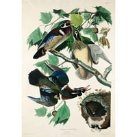 Audubon, John James Black uokvirena suvremena muzejska umjetnička gravura pod nazivom Ljeto, ili drvena patka